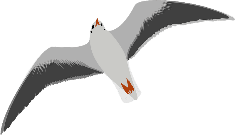 Seagull Clipart Transparent Background 2