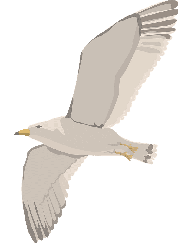 Seagull Clipart Transparent Background 4
