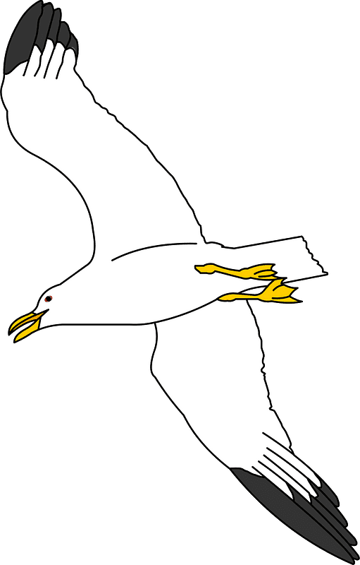Seagull Clipart Transparent Background 8