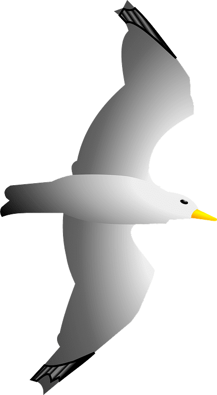 Seagull Clipart Transparent Download