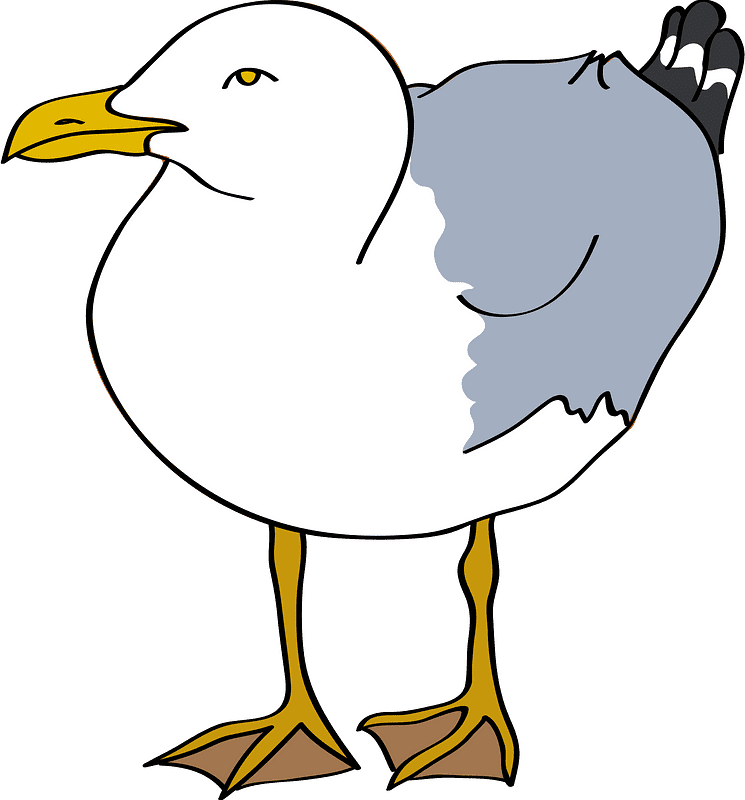 Seagull Clipart Transparent Image
