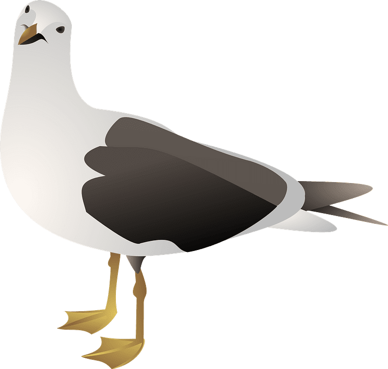 Seagull Clipart Transparent Png