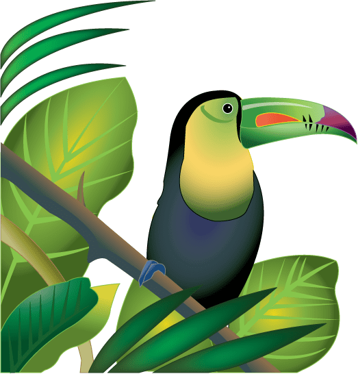 Toucan Clipart Free 10