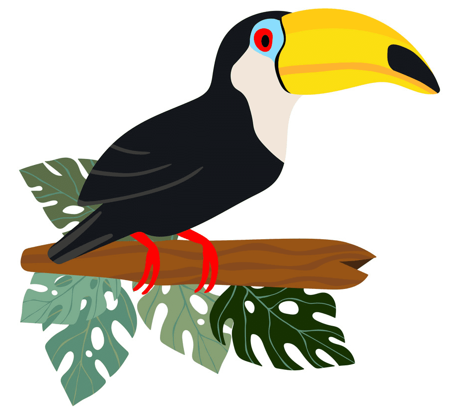 Toucan Clipart Png Image