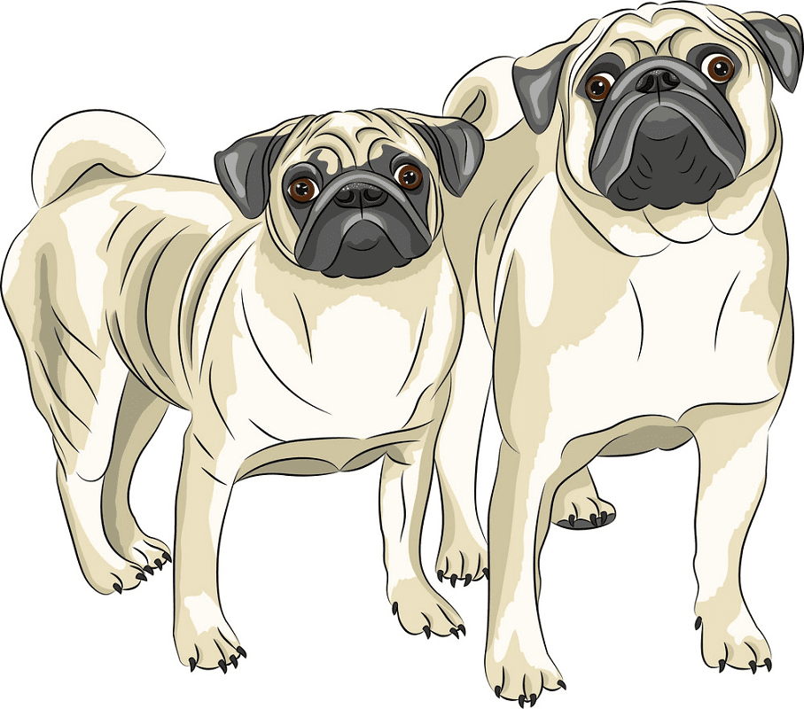 Two Pug clipart