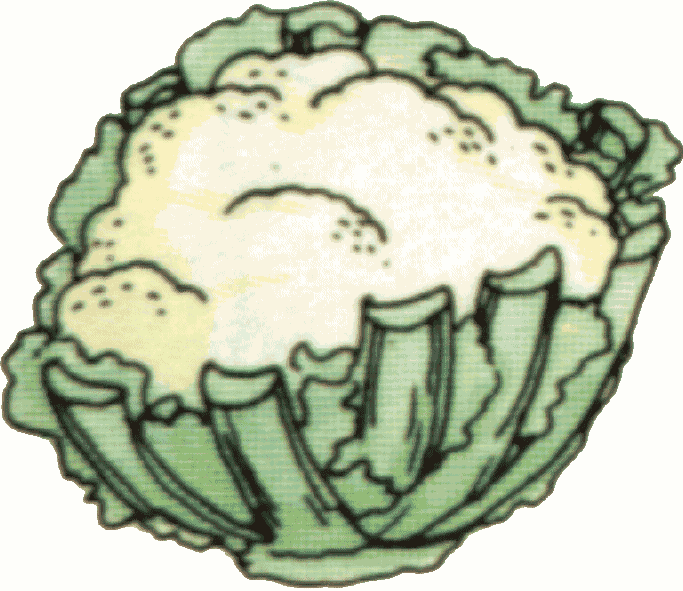 Cauliflower Clipart Free Image