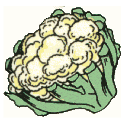 Cauliflower Clipart Free Picture