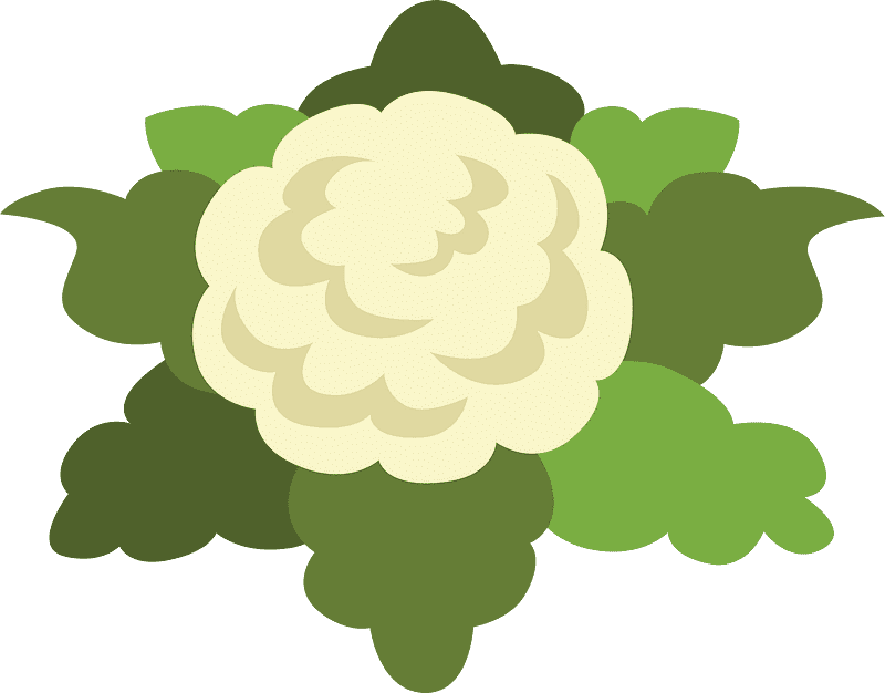 Cauliflower Clipart Transparent Background