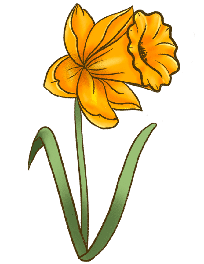 Clipart Daffodil