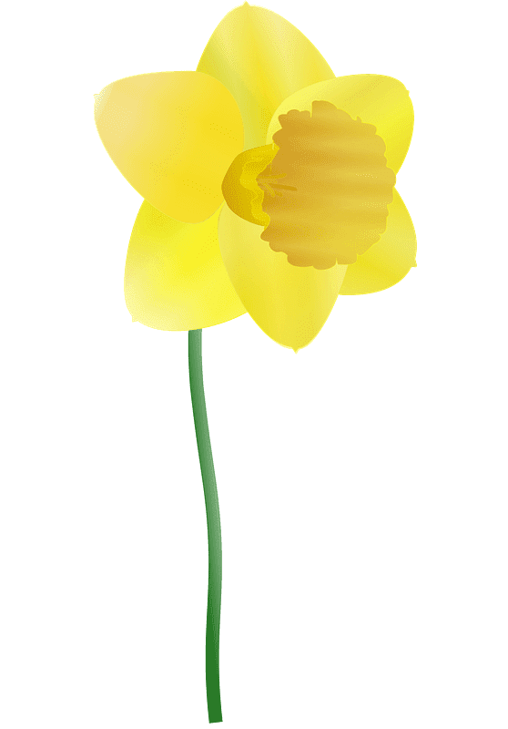 Daffodil Clipart Download