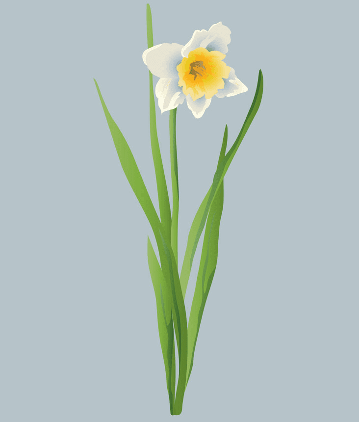 Daffodil Clipart Free Download