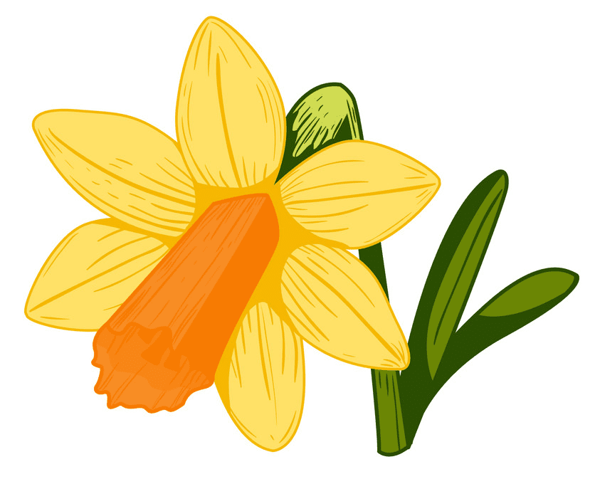 Daffodil Clipart Free Image