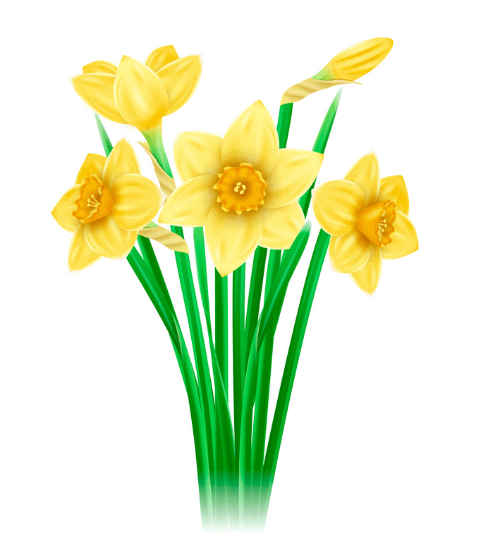 Daffodil Clipart Free Images