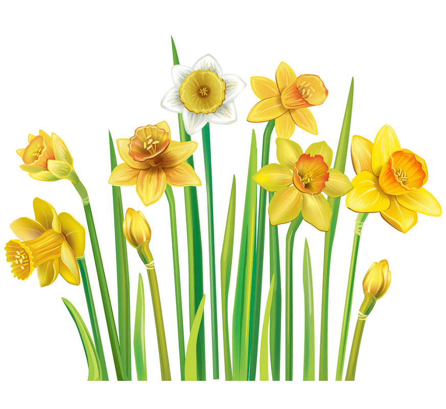 Daffodil Clipart Free Picture