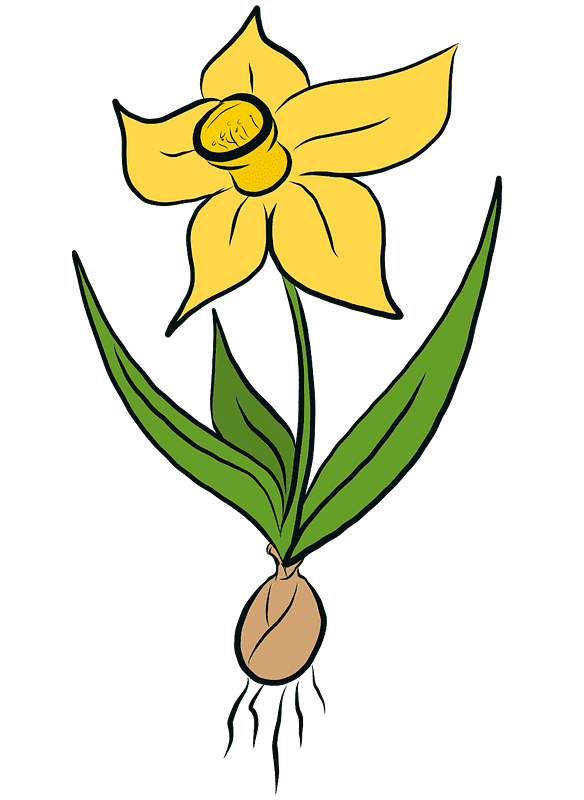 Daffodil Clipart Images