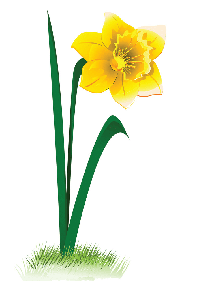 Daffodil Clipart Picture
