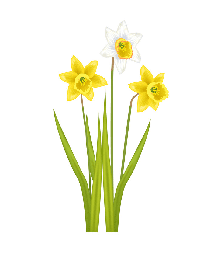 Daffodil Clipart Png Download