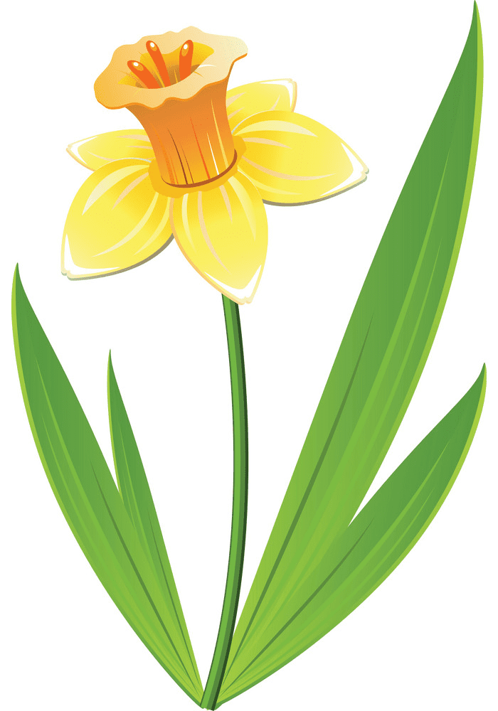 Daffodil Clipart Png Free