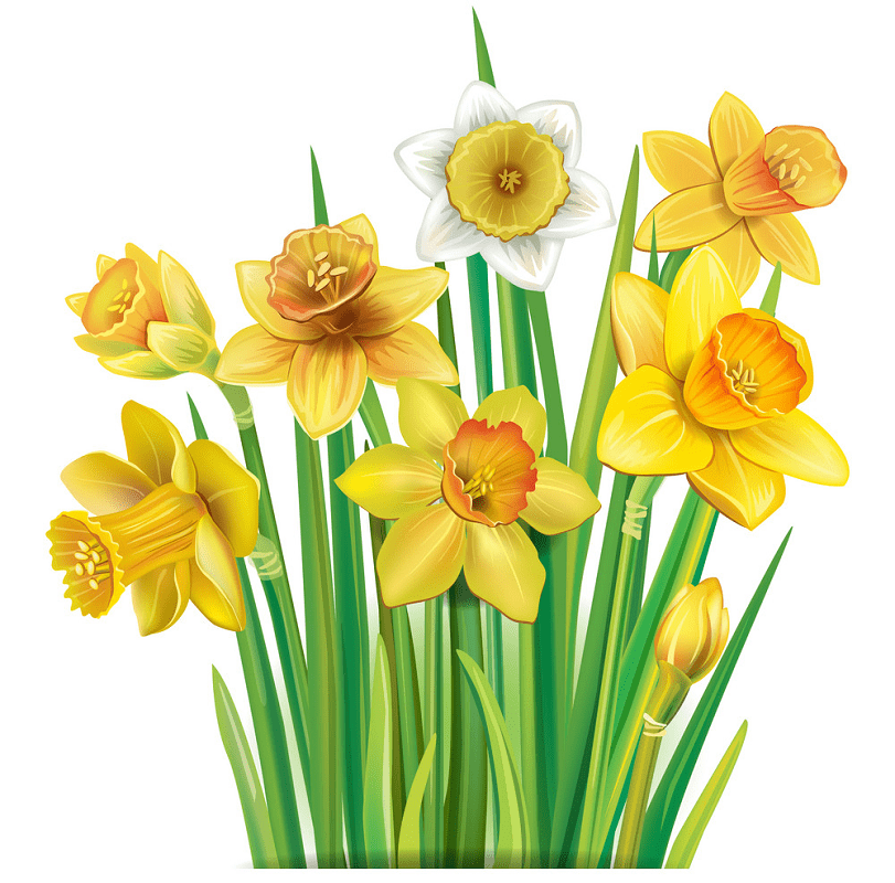 Daffodil Clipart Png Images