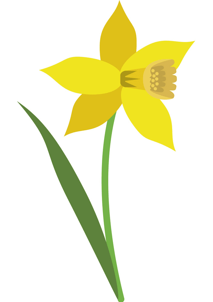 Daffodil Clipart Png Picture
