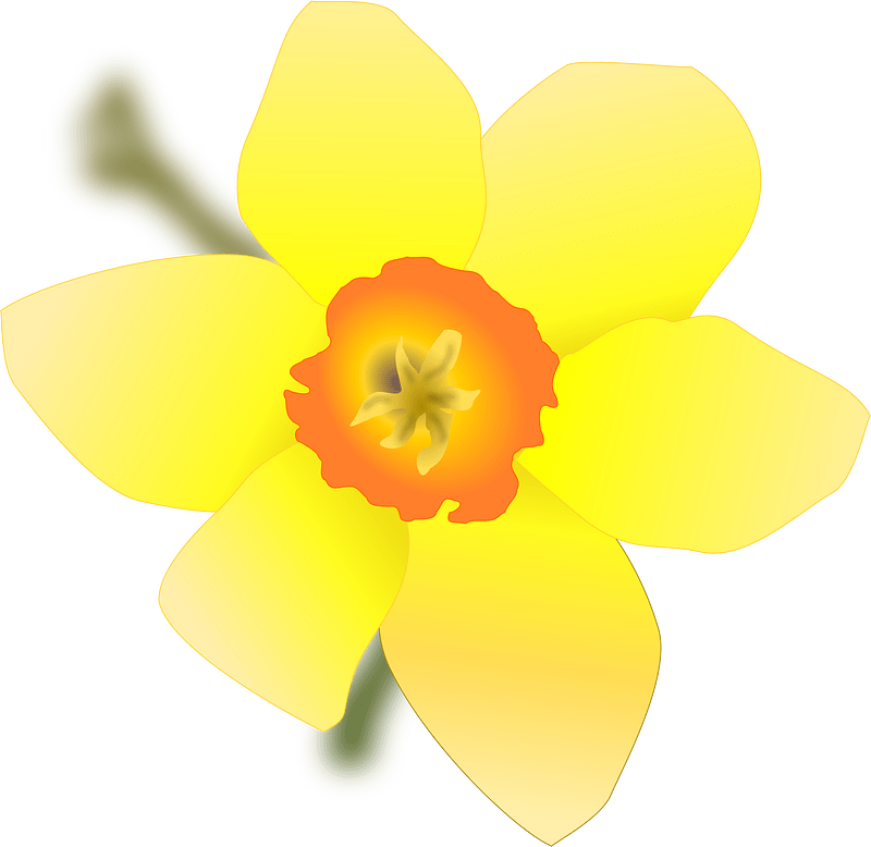 Daffodil Clipart Transparent Background 1