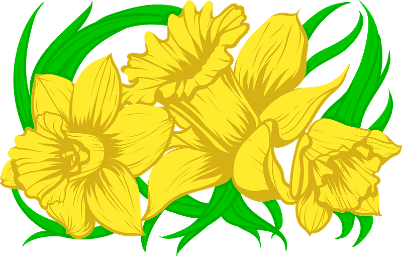 Daffodil Clipart Transparent Images