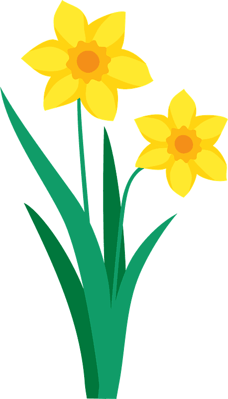 Daffodil Clipart Transparent Png