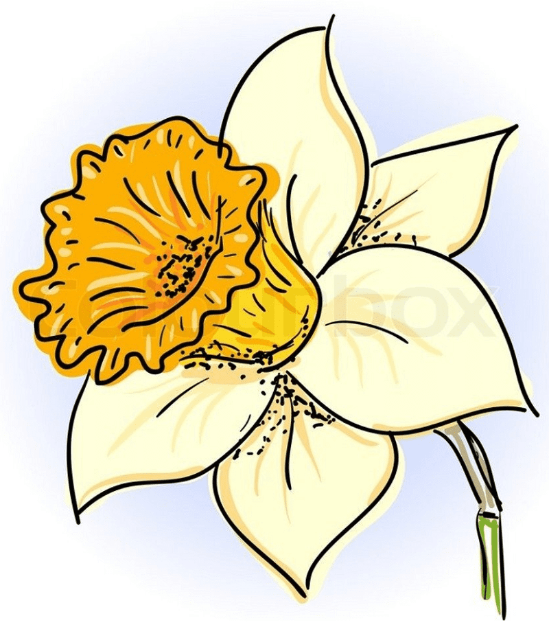 Daffodil Flower Clipart Free Image