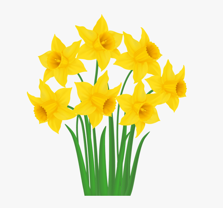 Daffodil Flower Clipart Free Images