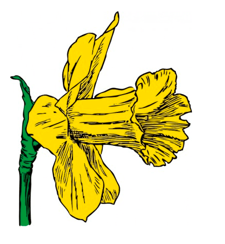Daffodil Flower Clipart Free