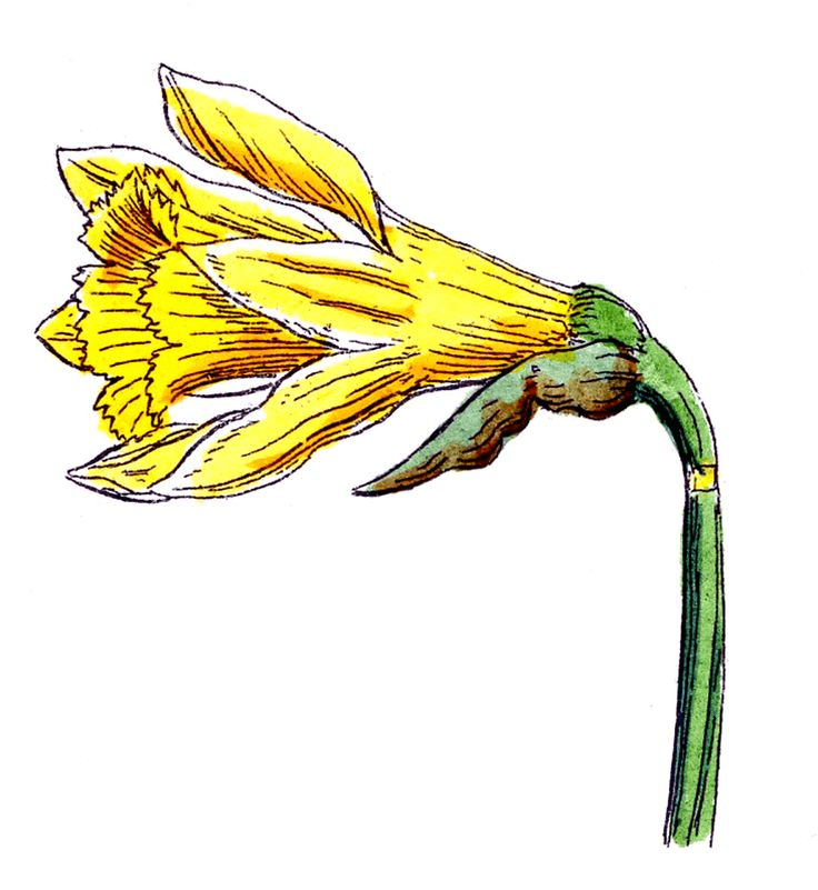 Daffodil Flower Clipart Image