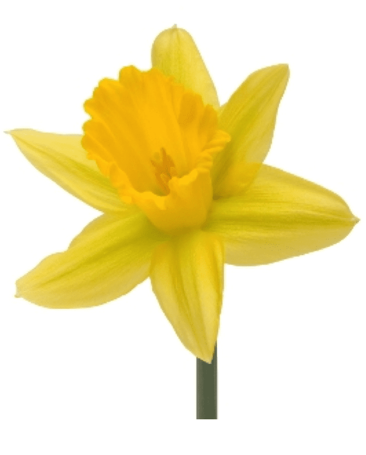 Daffodil Flower Clipart Images