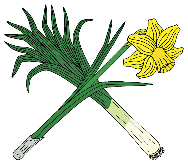 Daffodil Flower Clipart Picture
