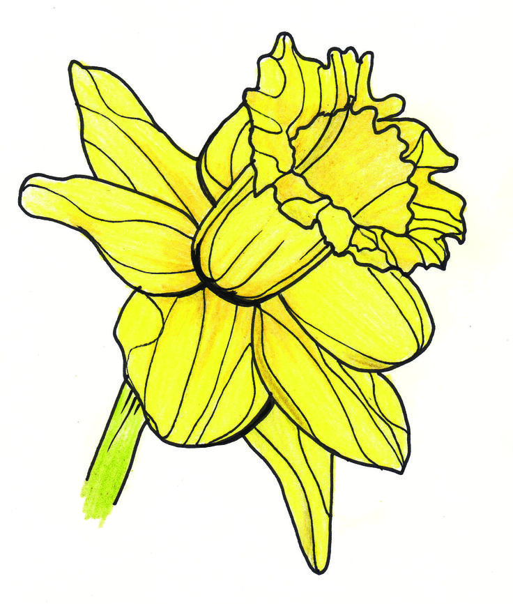 Daffodil Flower Clipart Png Free