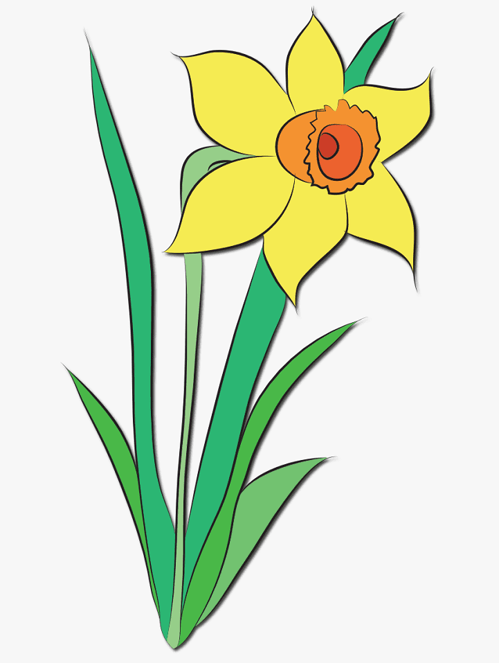 Daffodil Flower Clipart Png Image