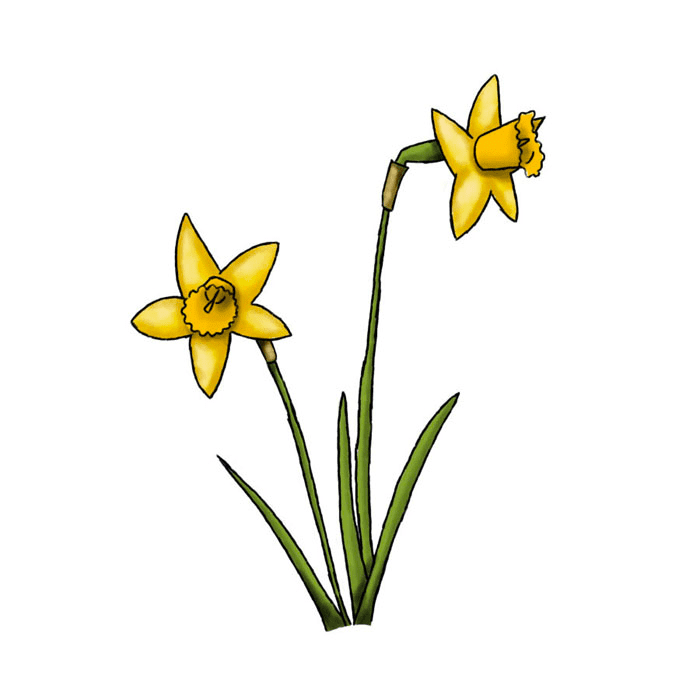 Daffodil Flower Clipart Png