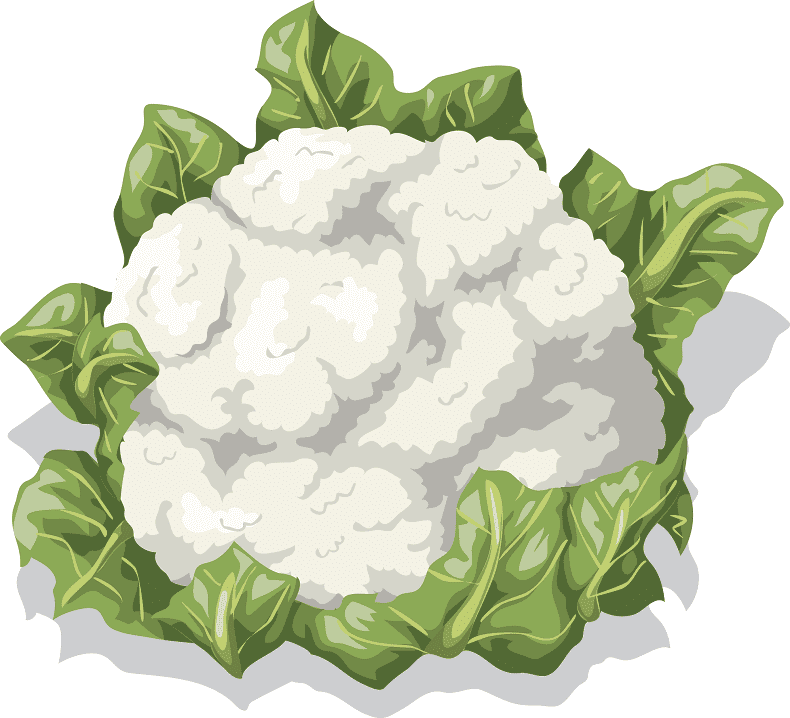 Download Cauliflower Clipart For Free