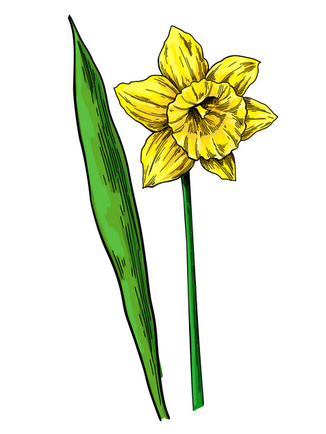 Download Daffodil Clipart Image