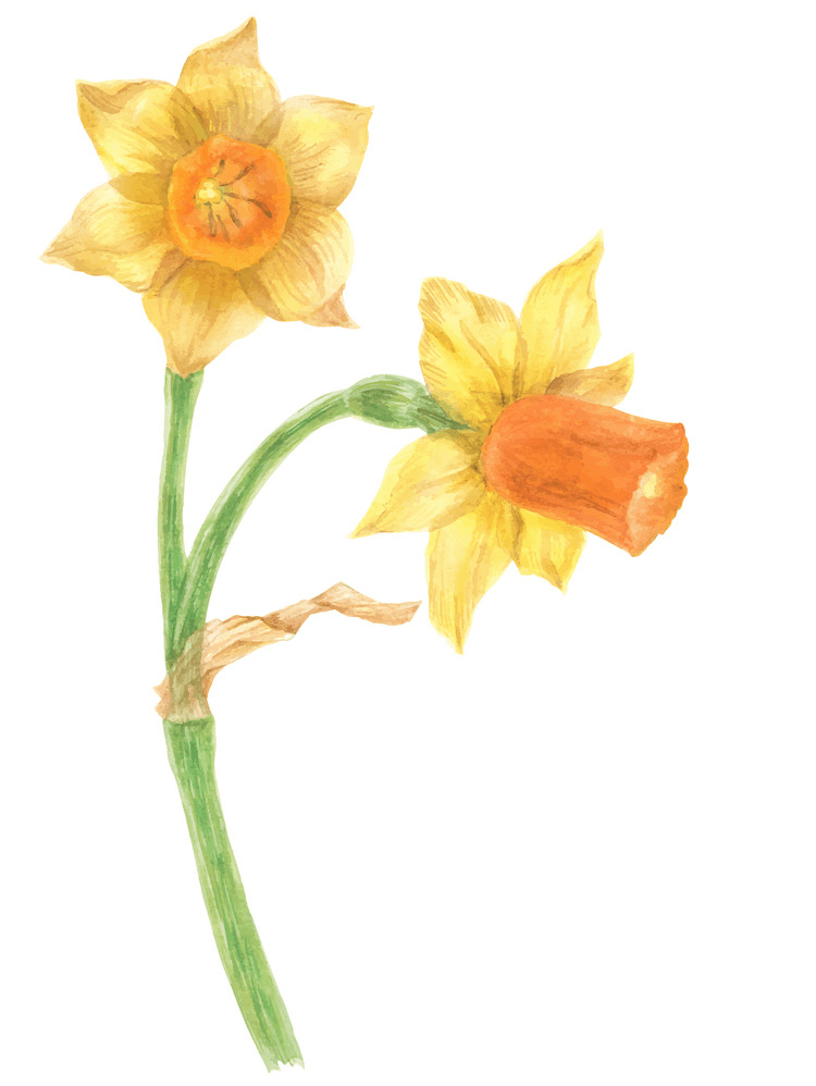 Download Daffodil Clipart Images