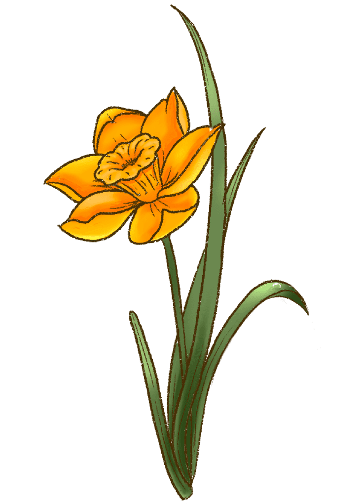 Download Daffodil Clipart Picture