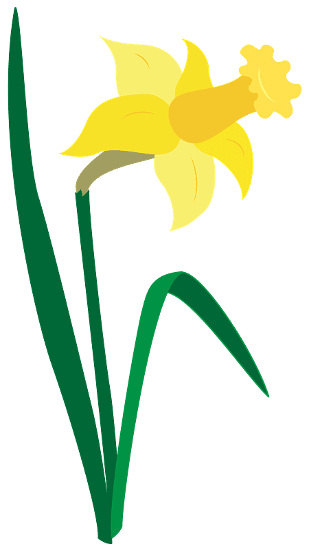 Download Daffodil Clipart Transparent