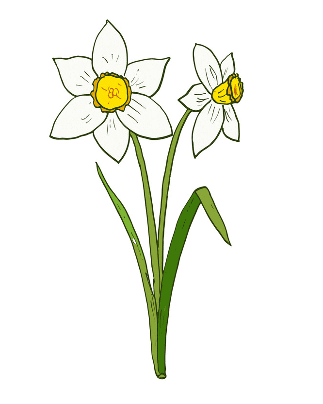 Download Free Daffodil Clipart