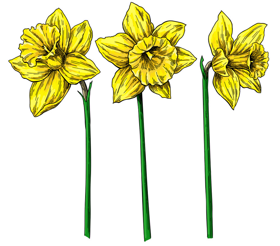 Free Daffodil Clipart Download