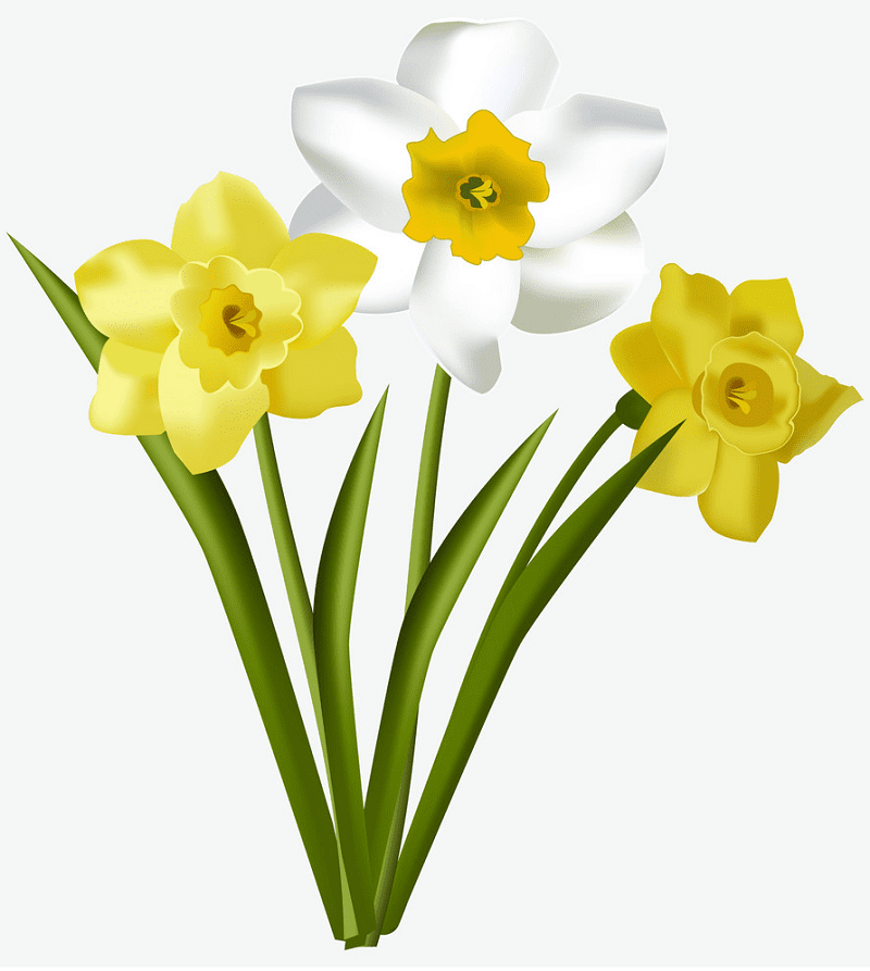 Free Daffodil Clipart Image
