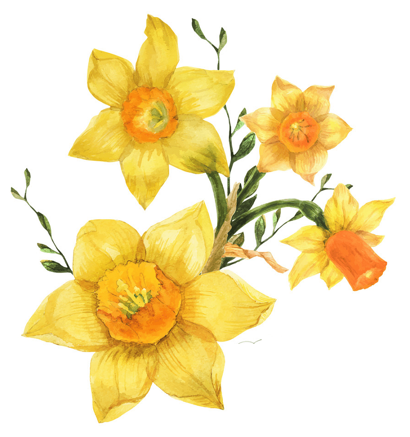 Free Daffodil Clipart Png