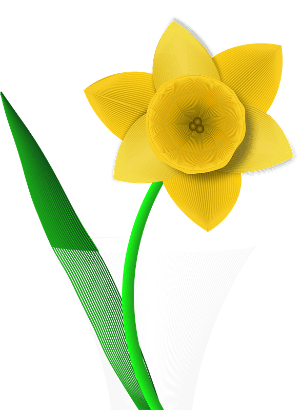 Free Daffodil Clipart Transparent Background