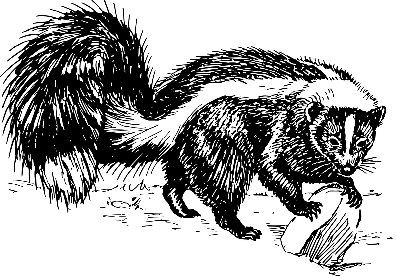 Skunk Clipart Black and White
