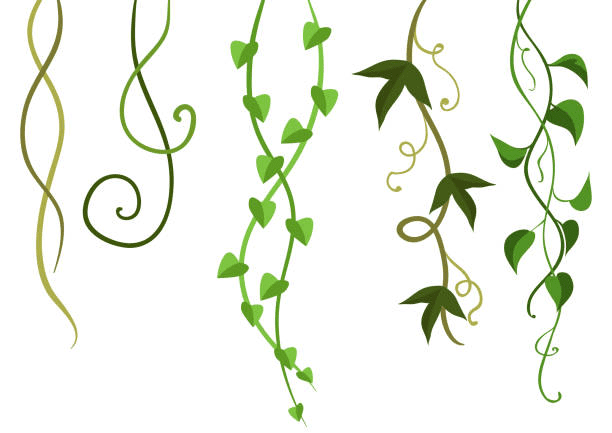 Download For Free Clipart Vine