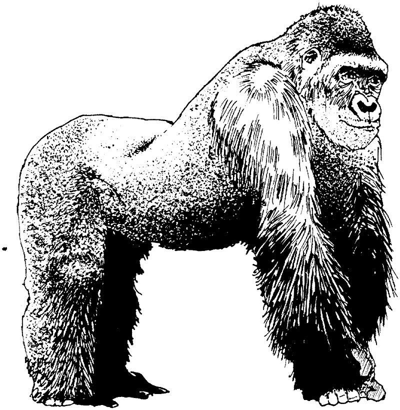 Gorilla Black and White Clipart Png