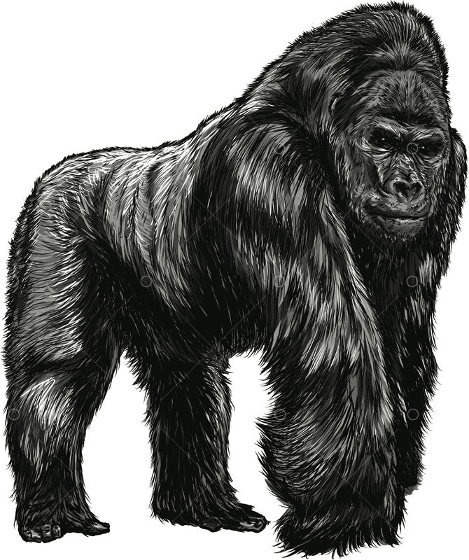 Gorilla Clipart Free Image